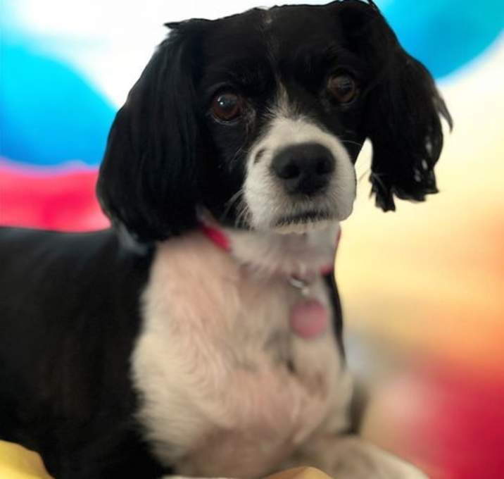 Photo of Bella