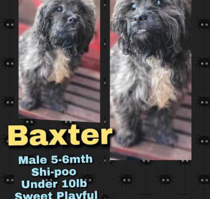 Photo of BAXTER in RHODE ISLAND