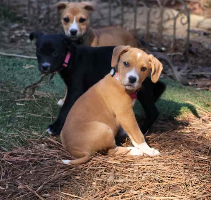Photo of Puppies