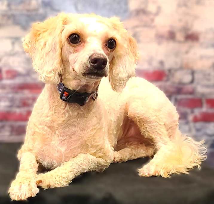 Photo of Ginger
