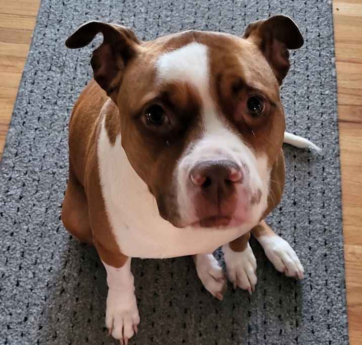 Photo of Zoey--Medical Hold
