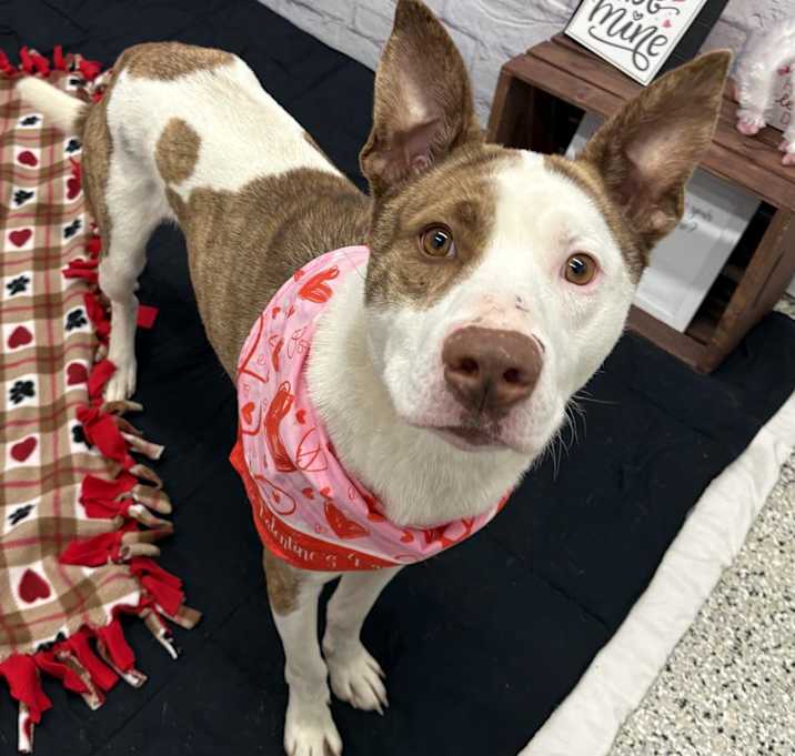 Photo of Romeo