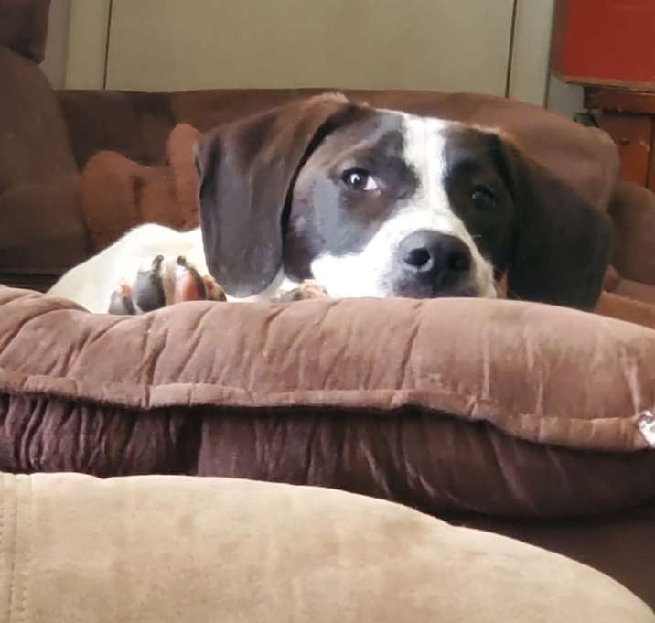 Photo of Piper