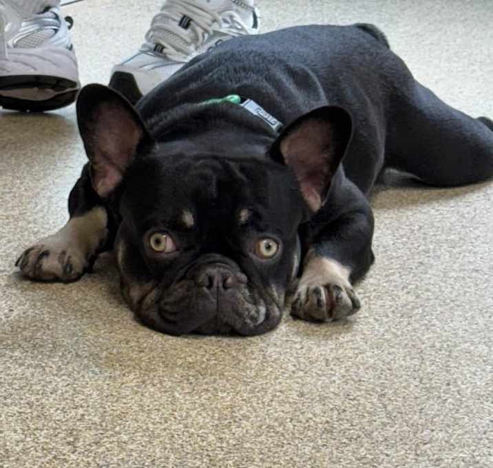 Photo of Venom