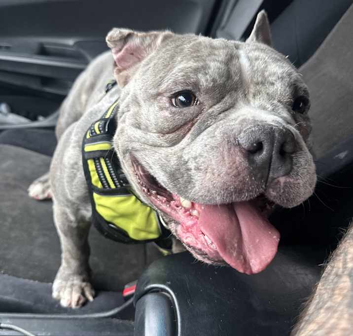 Photo of Gator