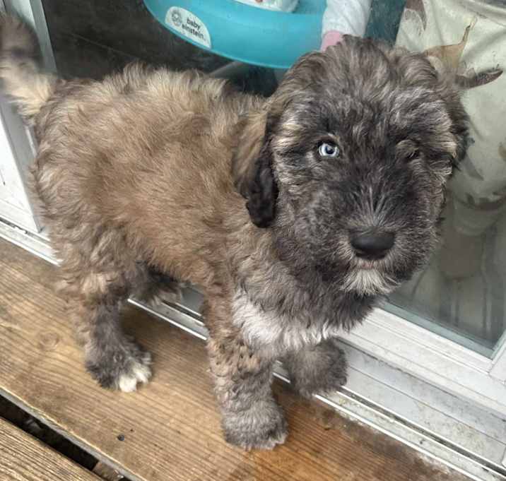 Photo of Alf