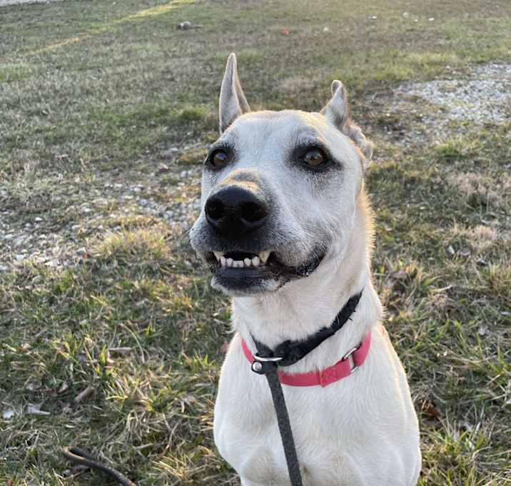 Photo of SHEP***foster or adopt***