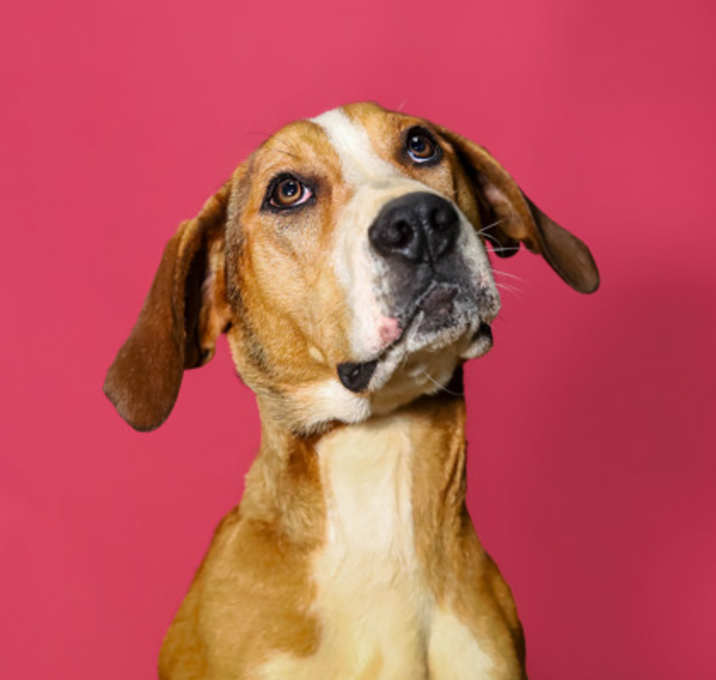 Photo of Olive*