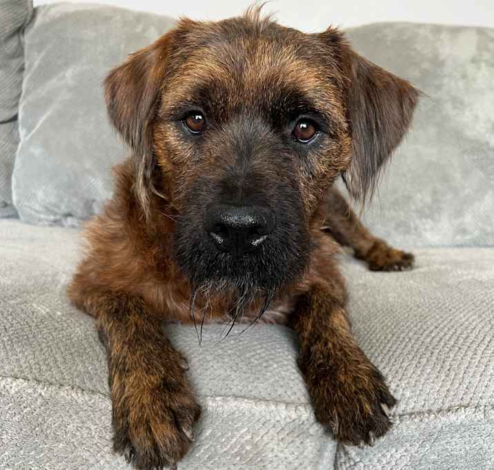 Photo of Chewy