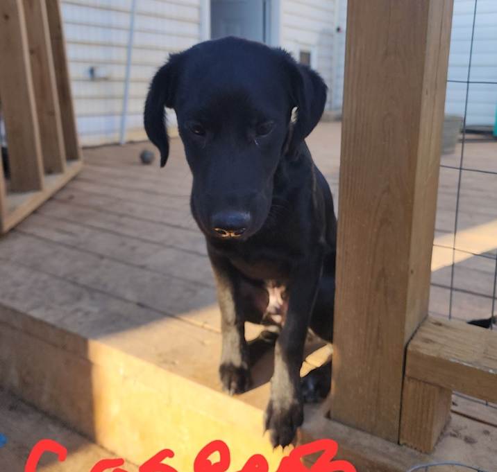 Photo of Casper