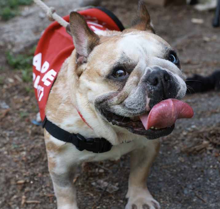 Photo of Pebbles