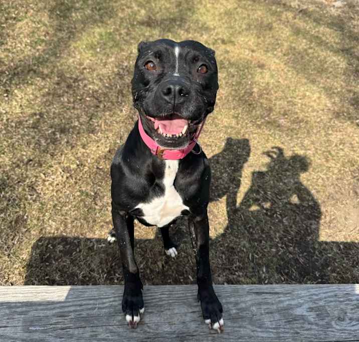Photo of Sadie