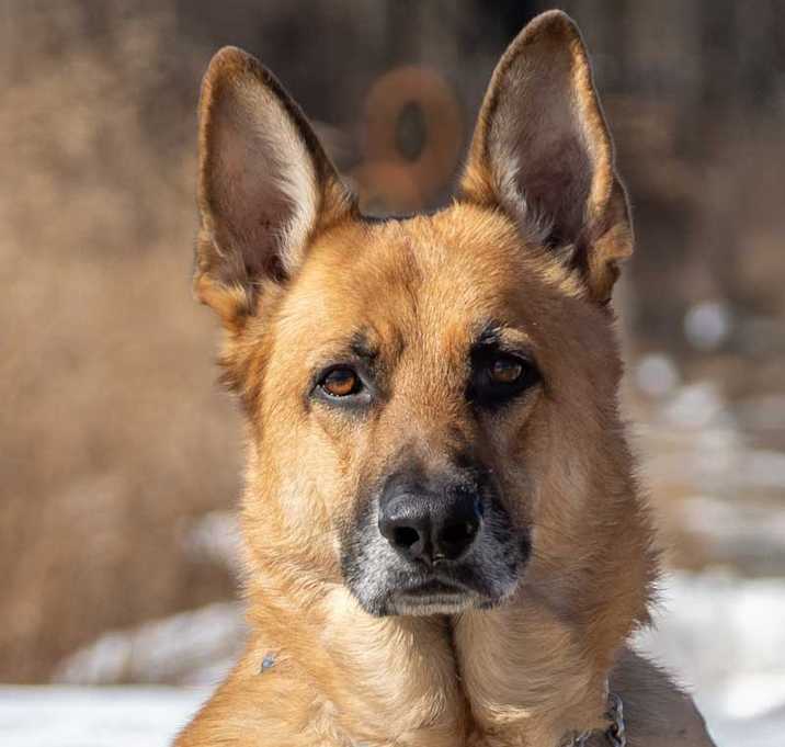 Photo of Yogi