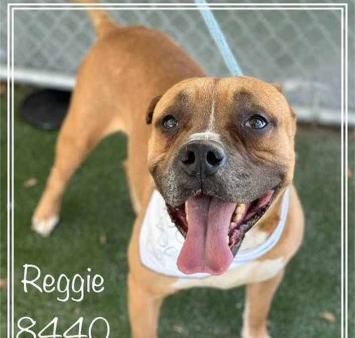 Photo of Reggie(800)