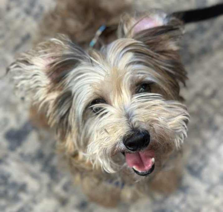 Photo of Benson