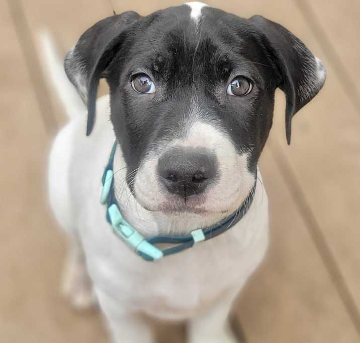 Photo of Eeyore