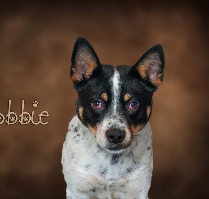 Photo of Robbie