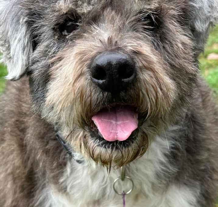 Photo of Teddy