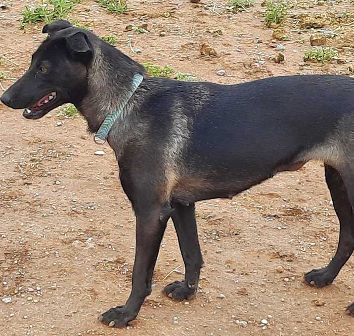Photo of Wizard of Oz litter - Dorothy (Momma) located in west TX