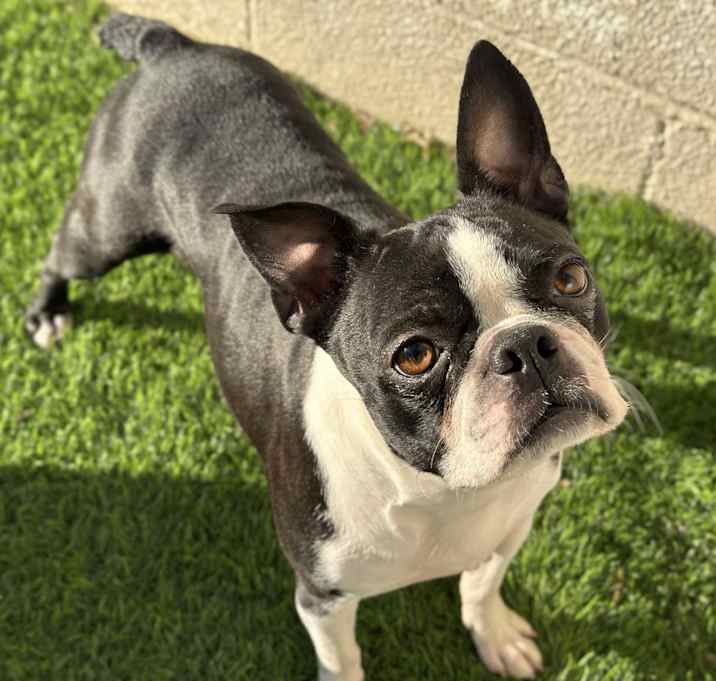 Photo of Paisley