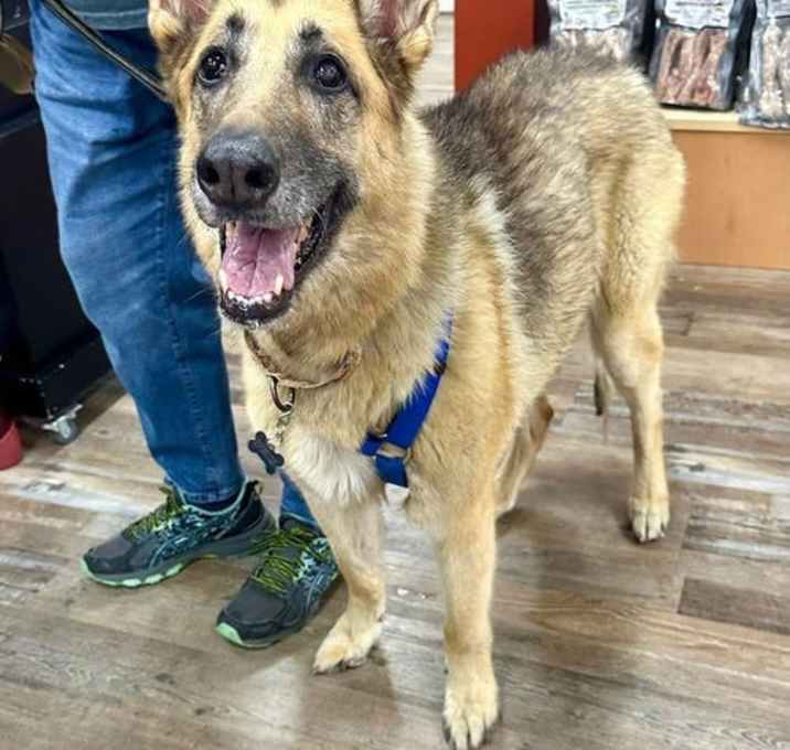 Photo of Lucy (Courtesy)
