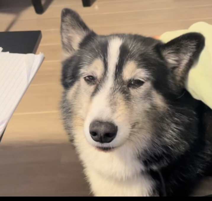 Photo of Kodi