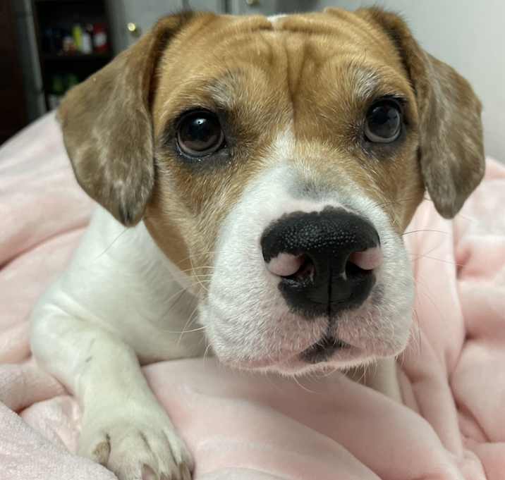Photo of Pumpkin
