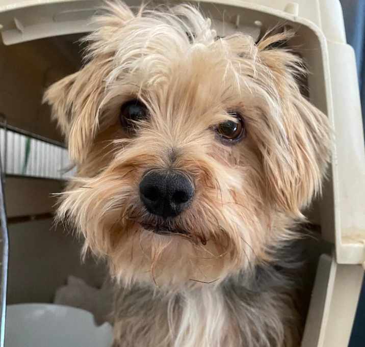 Photo of Cooper