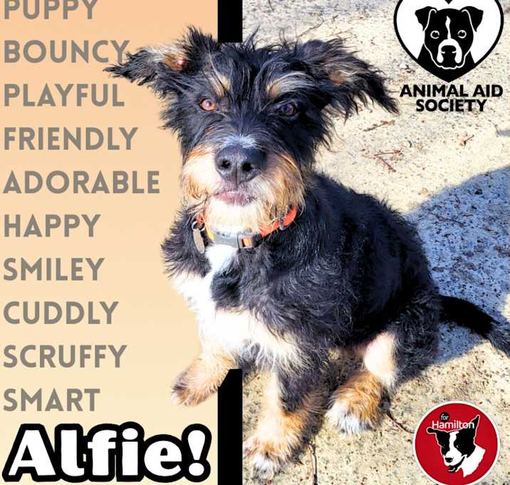 Photo of Alfie