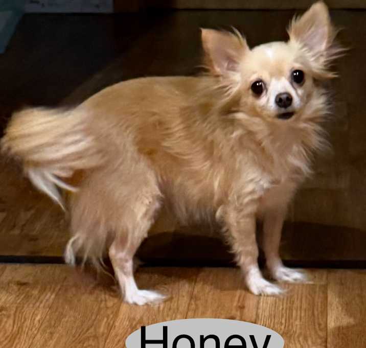 Photo of Honey