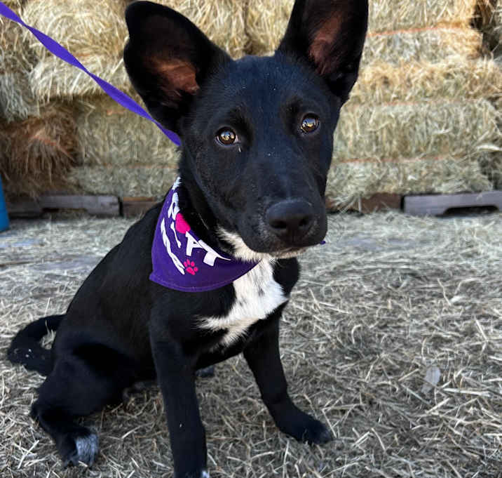 Photo of Oreo "Cookie"
