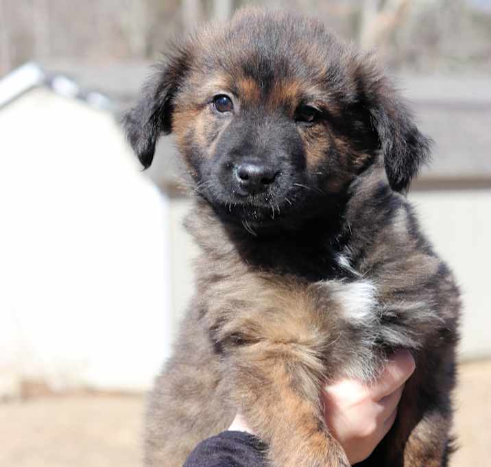Photo of Earl Grey