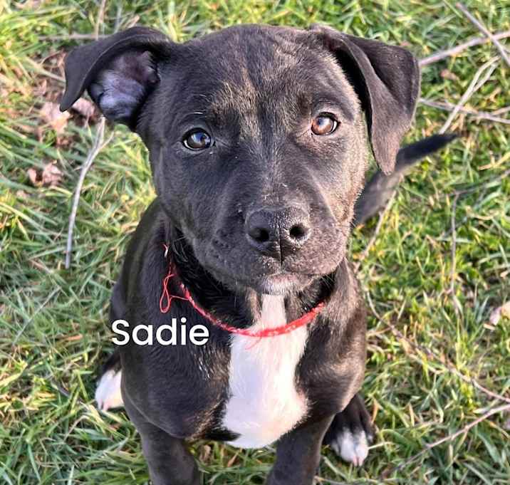 Photo of Sadie