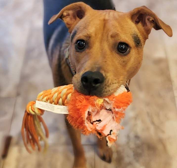 Photo of Tulip