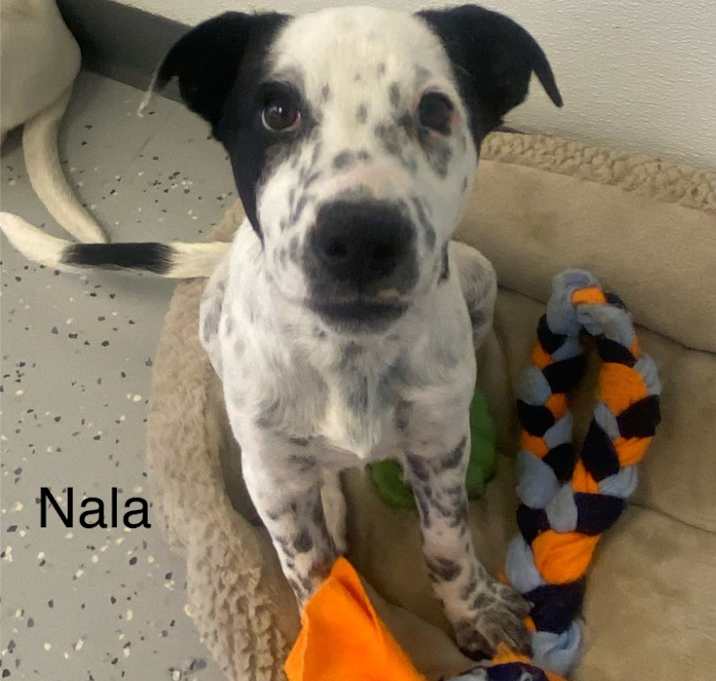 Photo of Nala