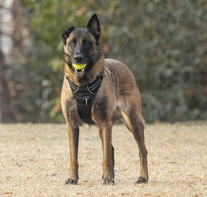 Photo of Mussa