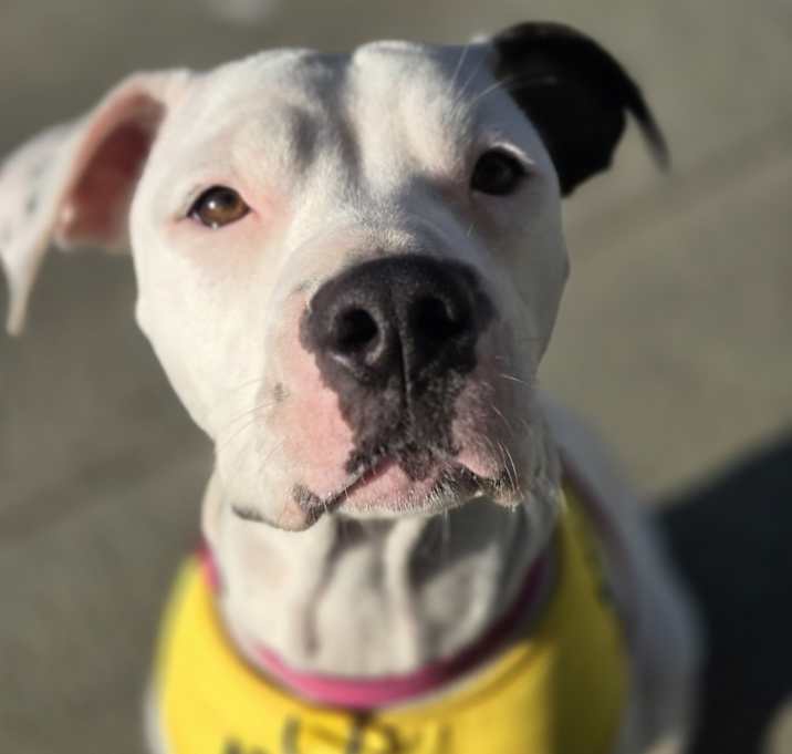 Photo of Pinky