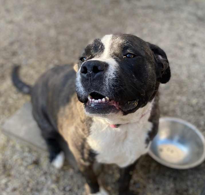Photo of Cosmo