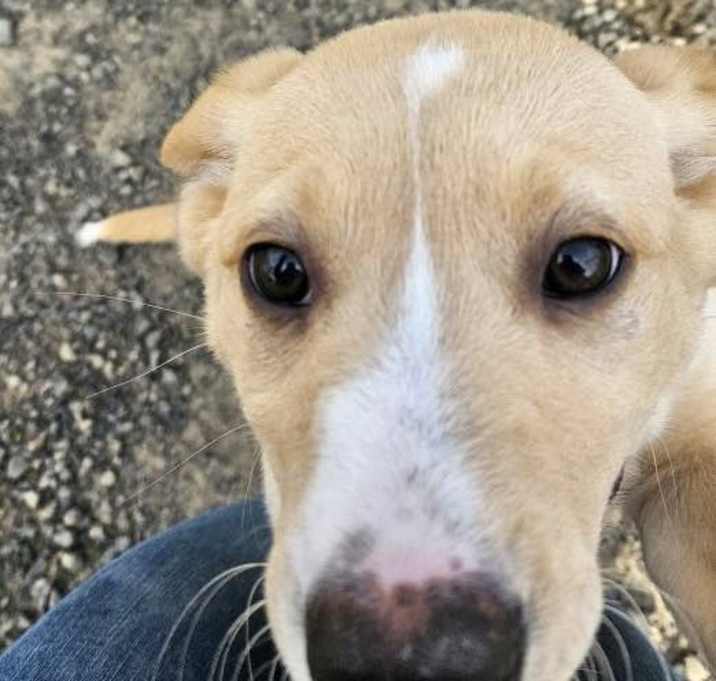 Photo of Sadie