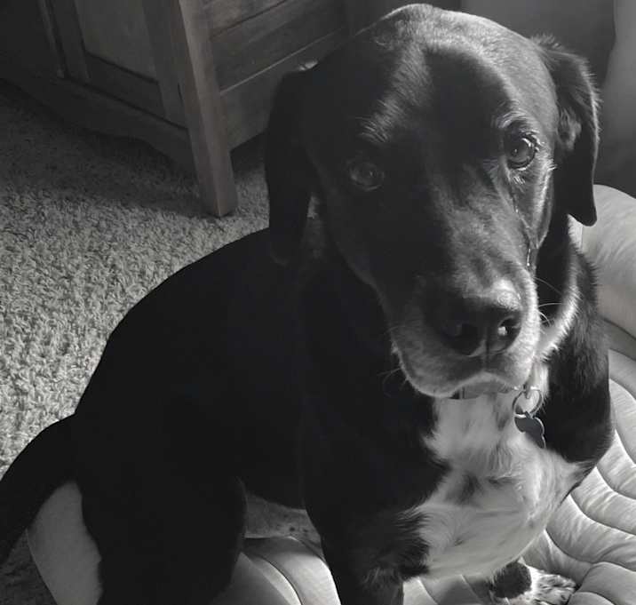 Photo of Baxter