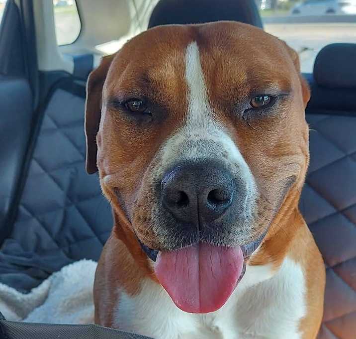 Photo of Chevy