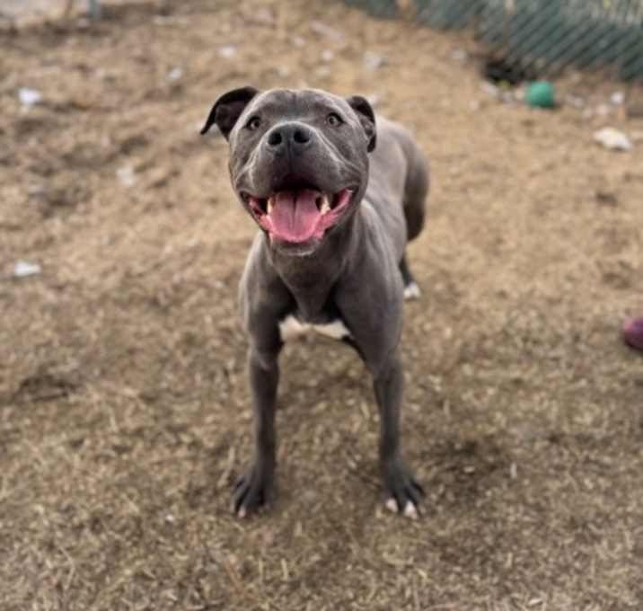 Photo of Angus