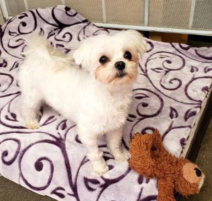 Photo of Toby