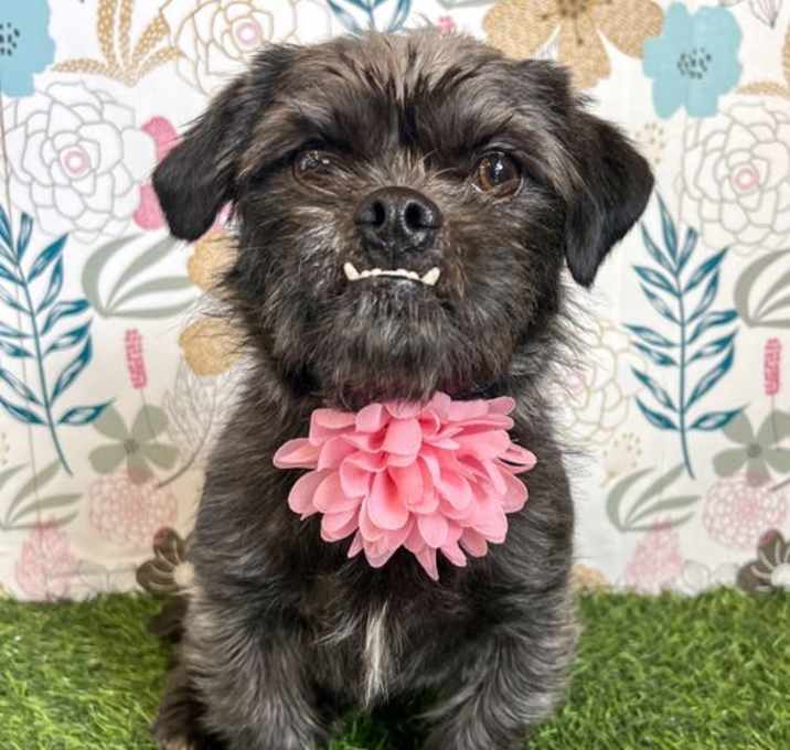 Photo of Carrie Underbark
