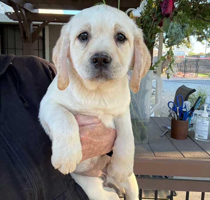 Photo of Willow