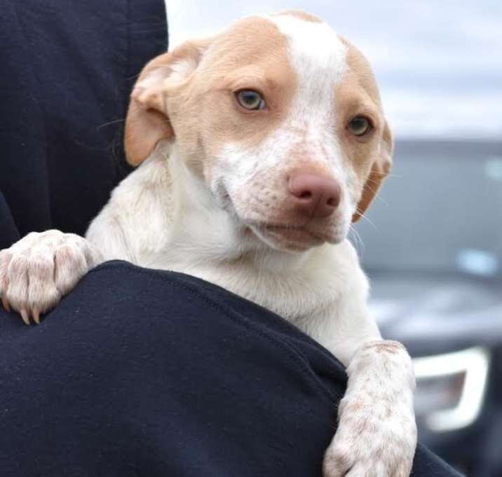 Photo of Arabella (A Puppies)