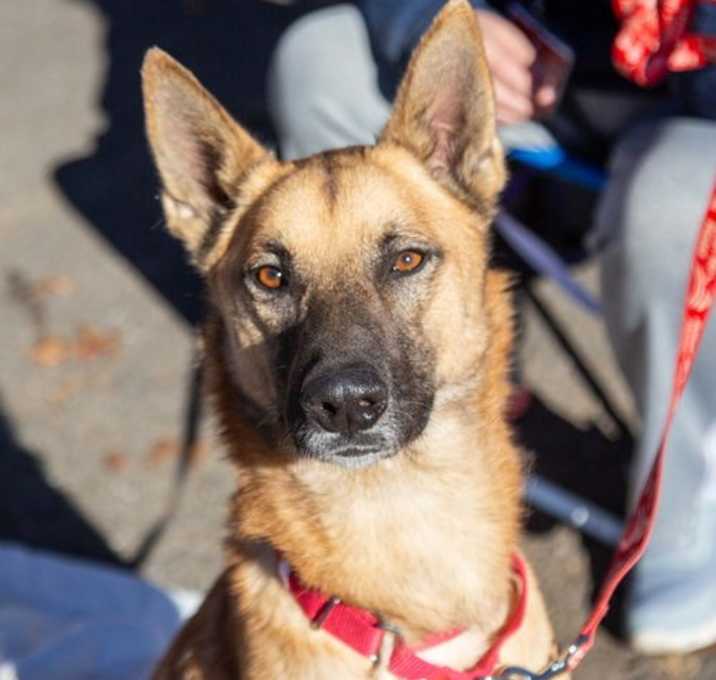 Photo of Moose