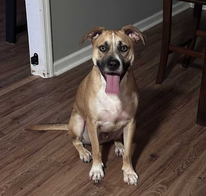 Photo of Buck