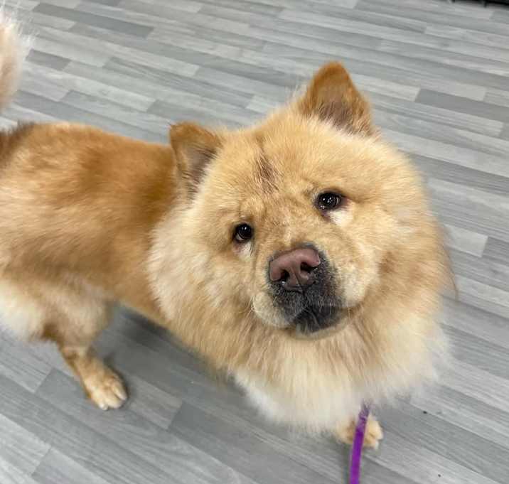 Photo of Buddy