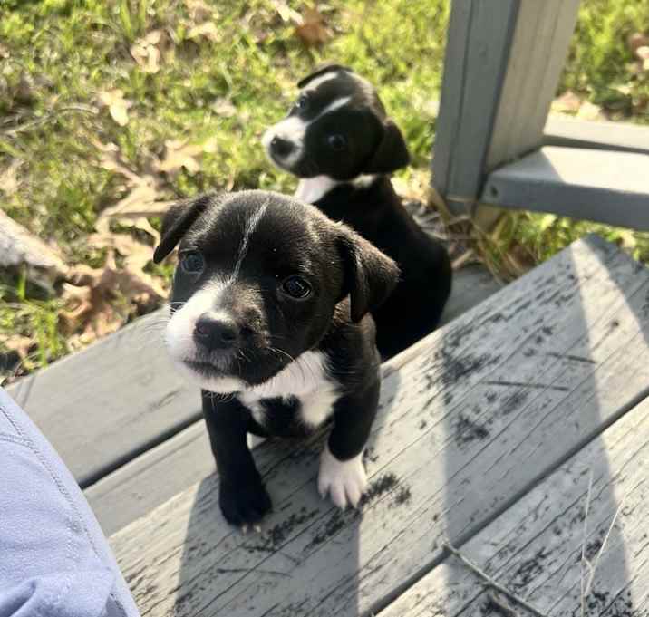 Photo of Bella and Lulu